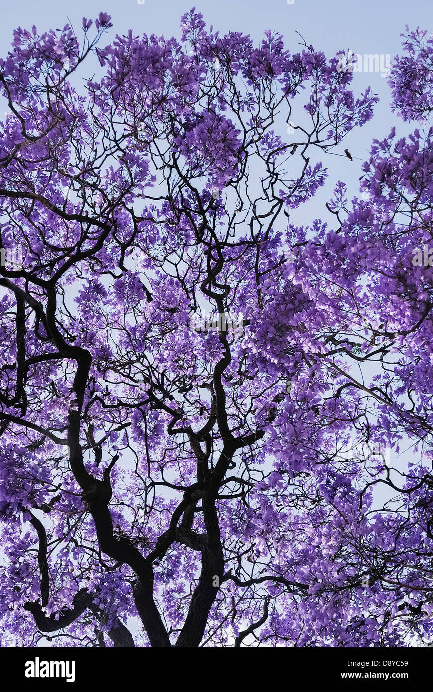 Portugal, Estremadura, Lisbon, Detail of Jacaranda tree, Dalbergia nigra, with purple flower blossom against a blue sky. Stock Photo