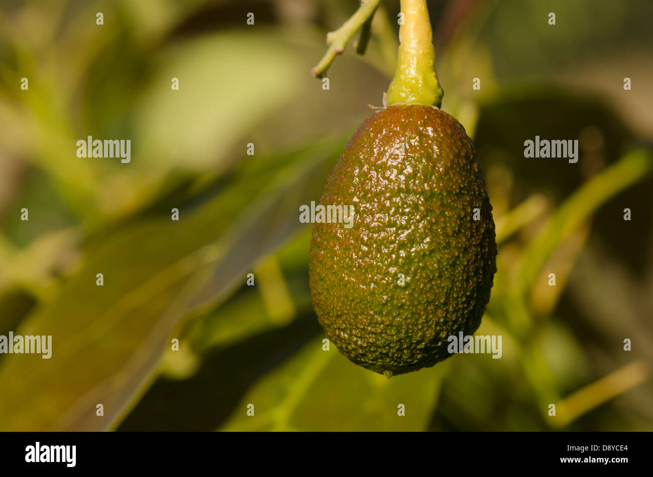 Young unripe Hass avocado, Persea americana 'Hass',  fruit growing on tree. Andalusia, Spain. Stock Photo