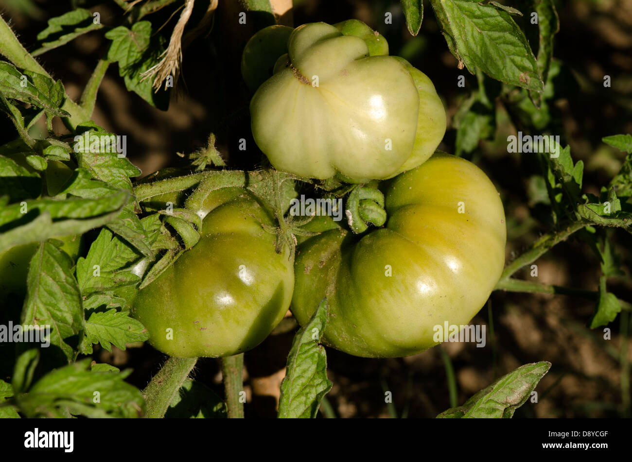 Unripe tomatoes ripening on tomato plant, Solanum lycopersicum, Andalusia, Spain. Stock Photo