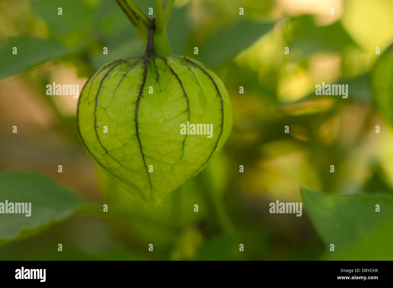 Close-up of Green tomatillo, Physalis philadelphica, fruit on plant background. Stock Photo
