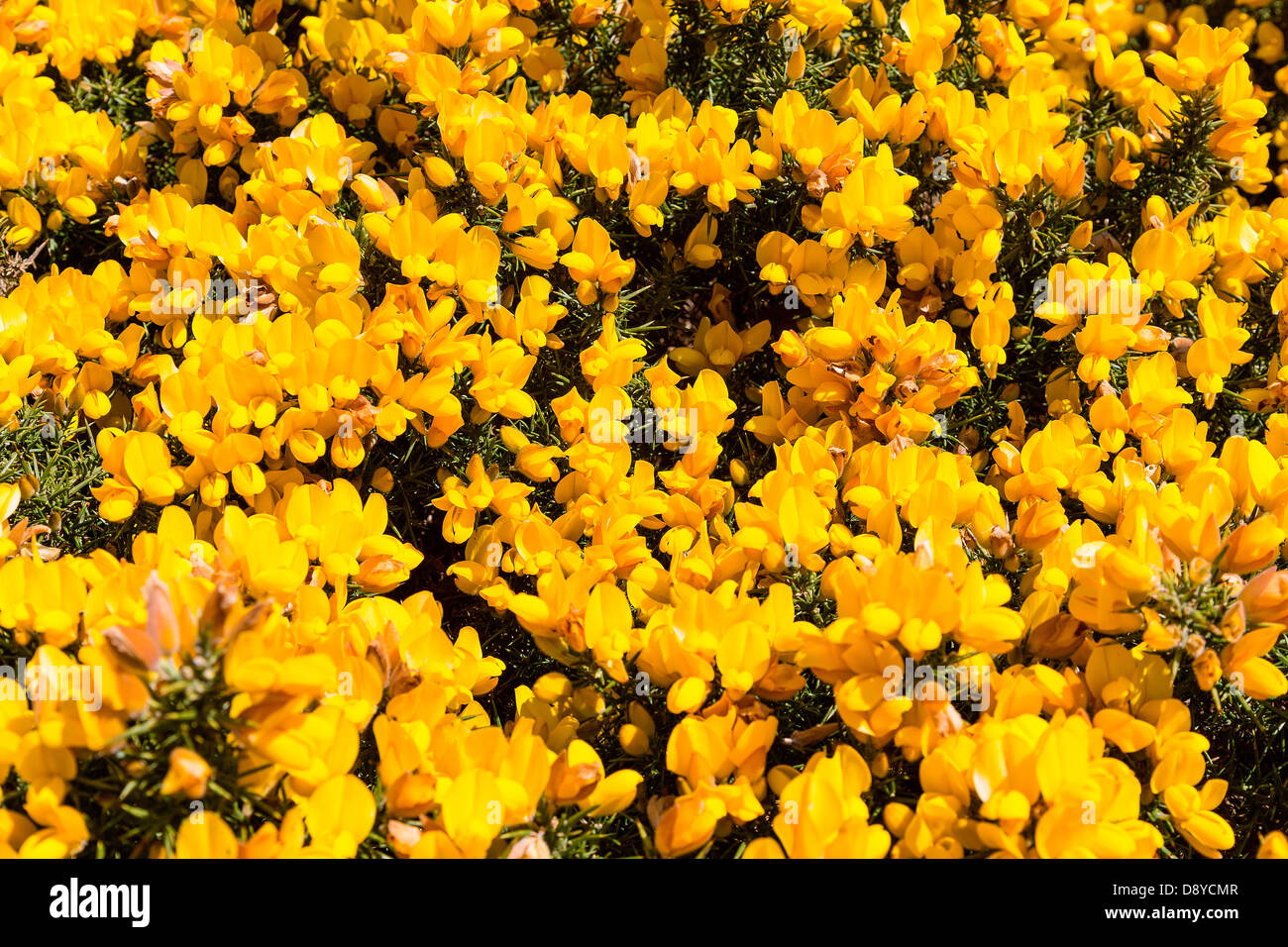 The bright yellow of Gorse, Ulex europaeus, a common sight on heathland of the UK. Stock Photo
