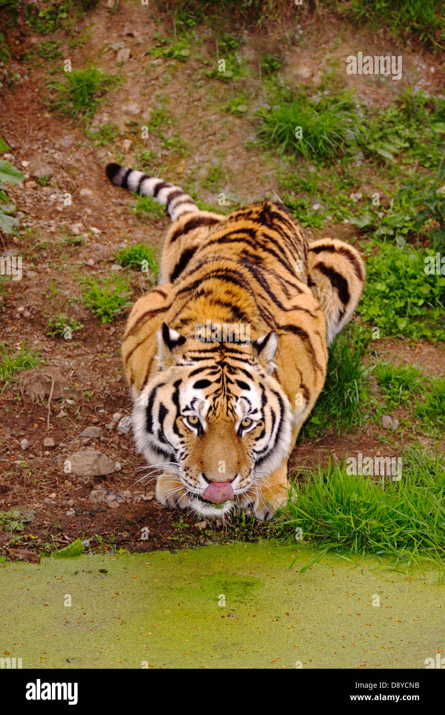 Siberian amur tiger Panthera tigris altaica also known as Amur Tiger