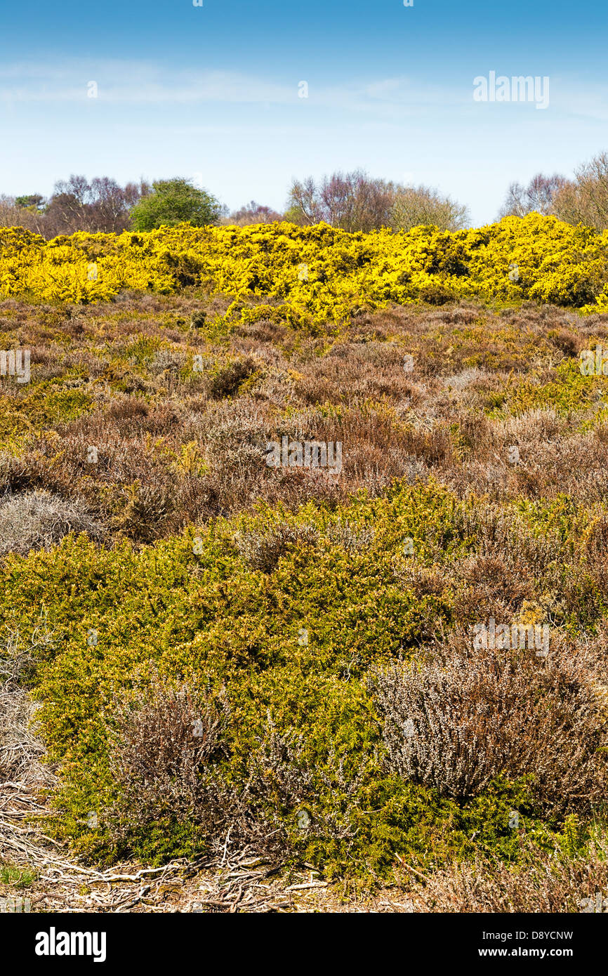 Heathland with Bell Heather - Ling and Dwarf Gorse on Slepe Heath
