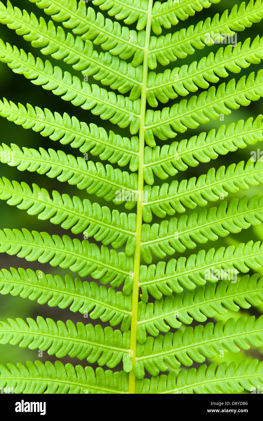 single leaf of young fern, closeup Stock Photo Alamy