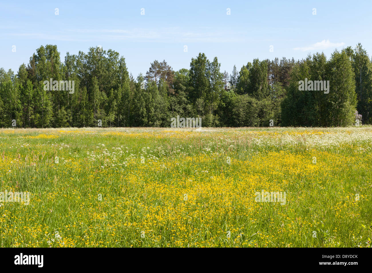 Beautiful summer in Finland Stock Photo