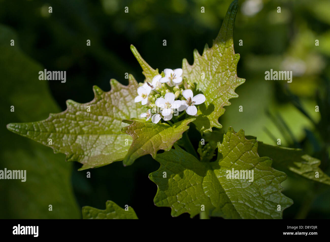 A close up of flowering Garlic Mustard growing in an English hedgerow. Native to Europe, it has become invasive in the USA Stock Photo