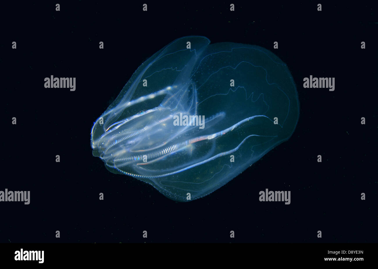 Sea Walnut, American comb jelly, Warty comb jelly or Leidy's comb jelly