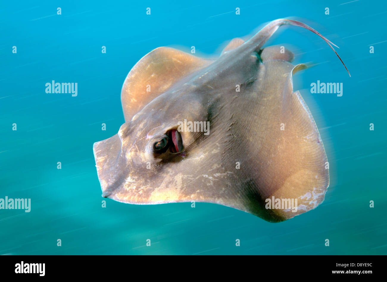 common stingray (Dasyatis pastinaca) Black Sea, Crimea, Ukraine, Eastern Europe Stock Photo