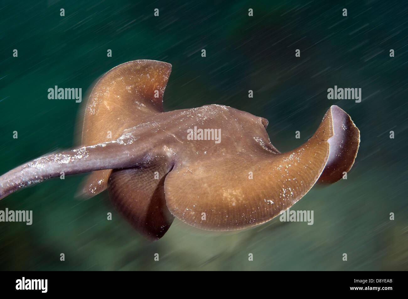 common stingray (Dasyatis pastinaca) Black Sea, Crimea, Ukraine, Eastern Europe Stock Photo