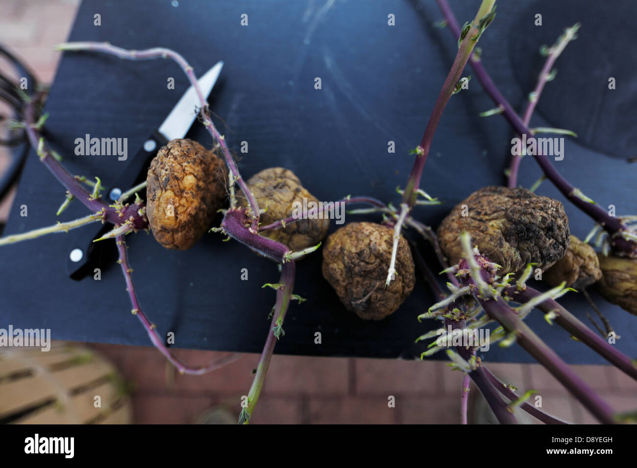 Sprouting seed potatoes on black surface with knife Stock Photo Alamy