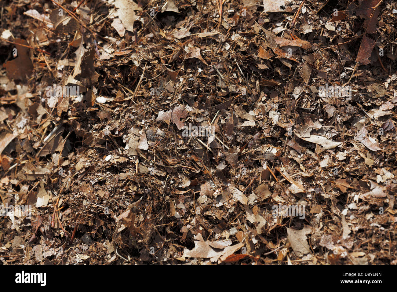 Brown oak leaf mulch Stock Photo Alamy