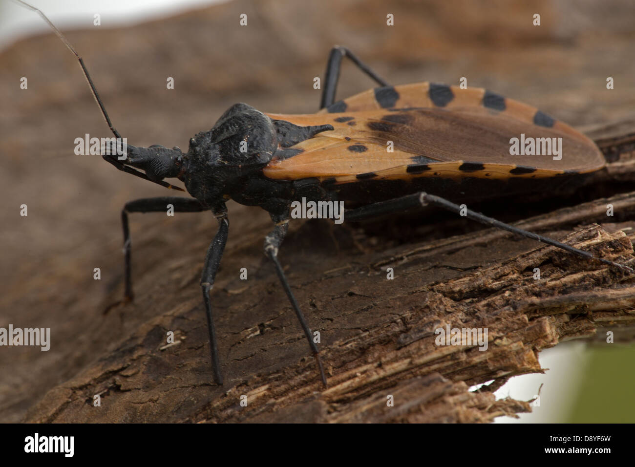 Bloodsucking Conenose (Kissing Bug) Triatoma dimidiata, Costa Rica. Causes Chagas disease, family Reduviidae (assasin bugs) Stock Photo