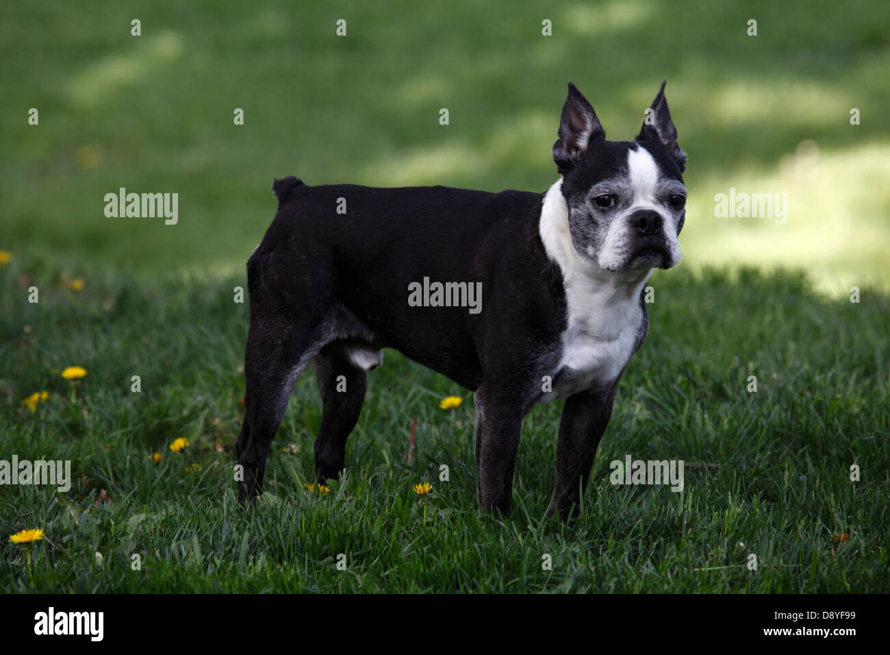 Black and white male Boston Terrier. Stock Photo