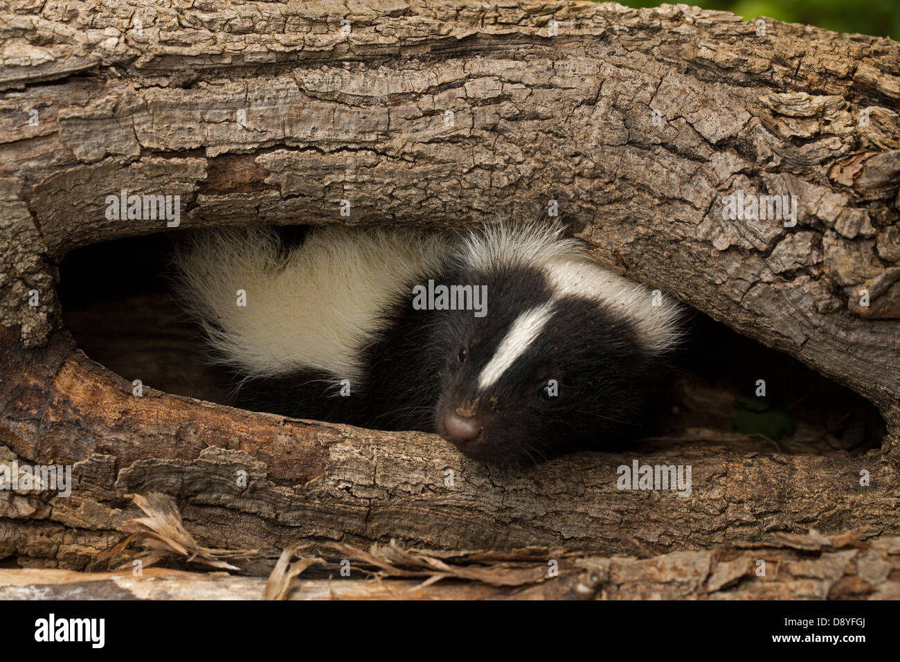 Striped skunk (Mephitis mephitis) , New York, young Stock Photo Alamy