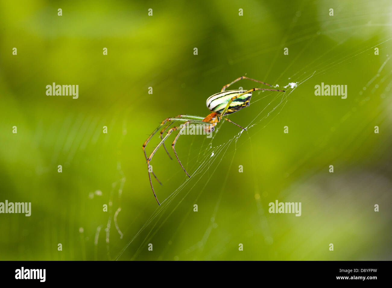 A spider in Java Indonesia Stock Photo Alamy
