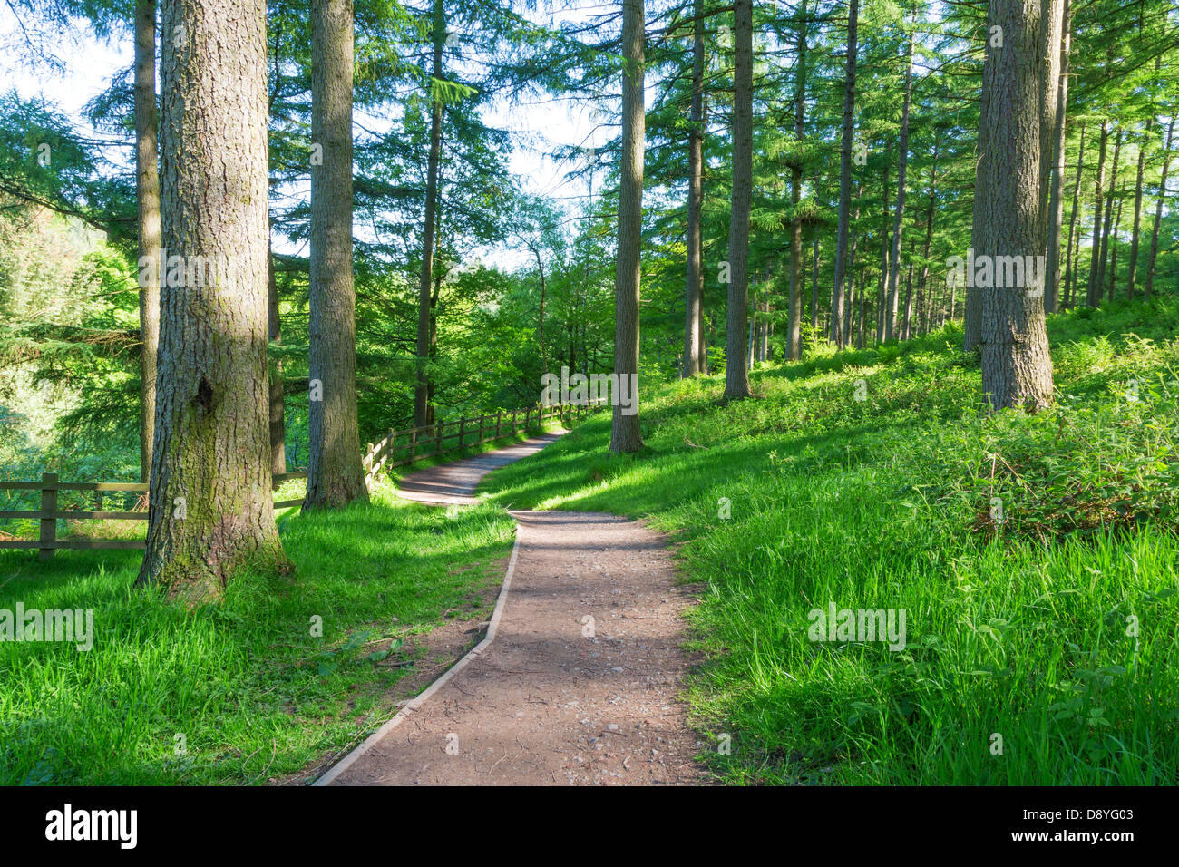 WInding path disappearing into woods. Stock Photo