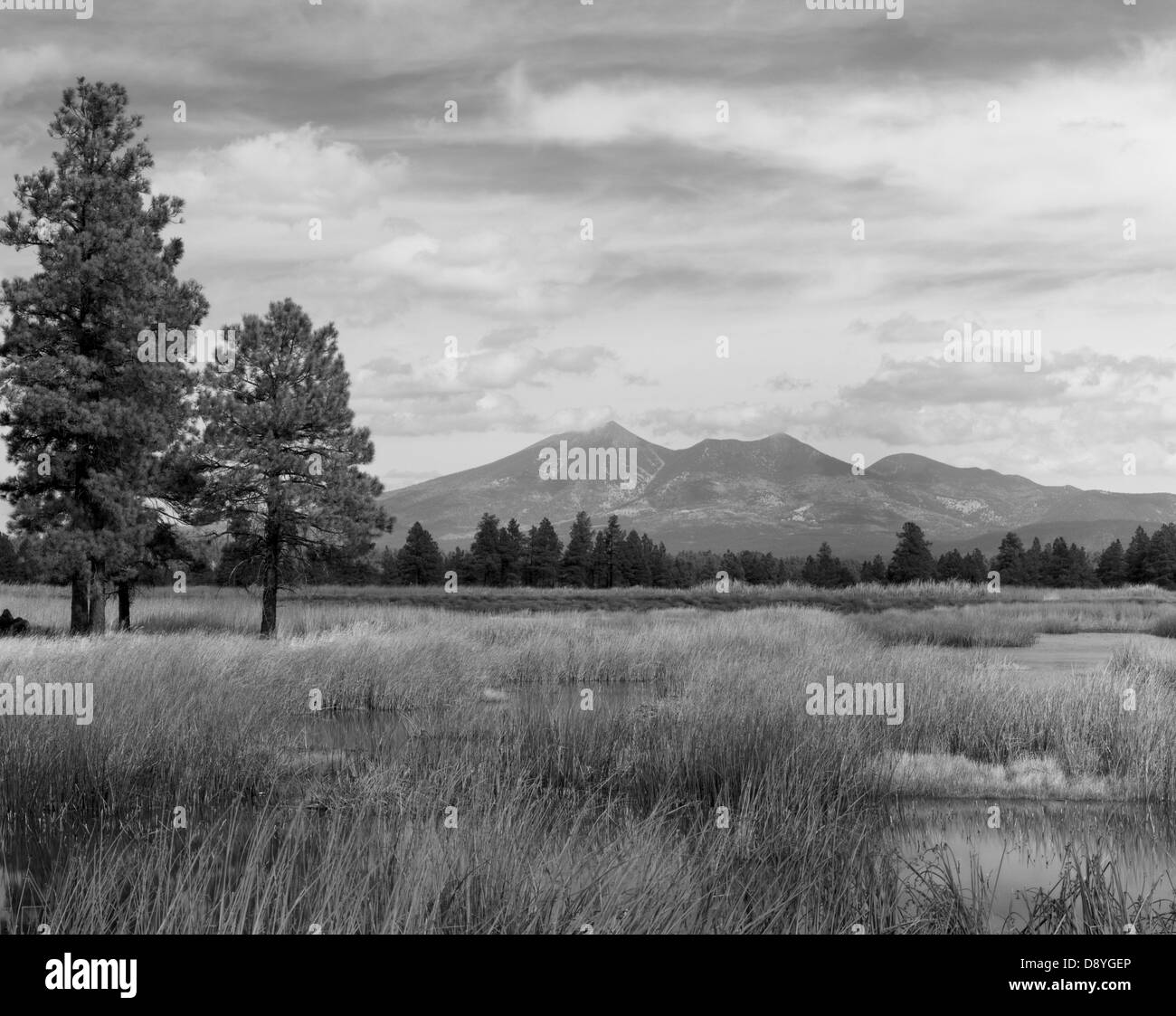 Looking across the Kachina Wetlands towards the San Francisco Peaks. The wetlands are located about 5 miles south of Flagstaff Stock Photo