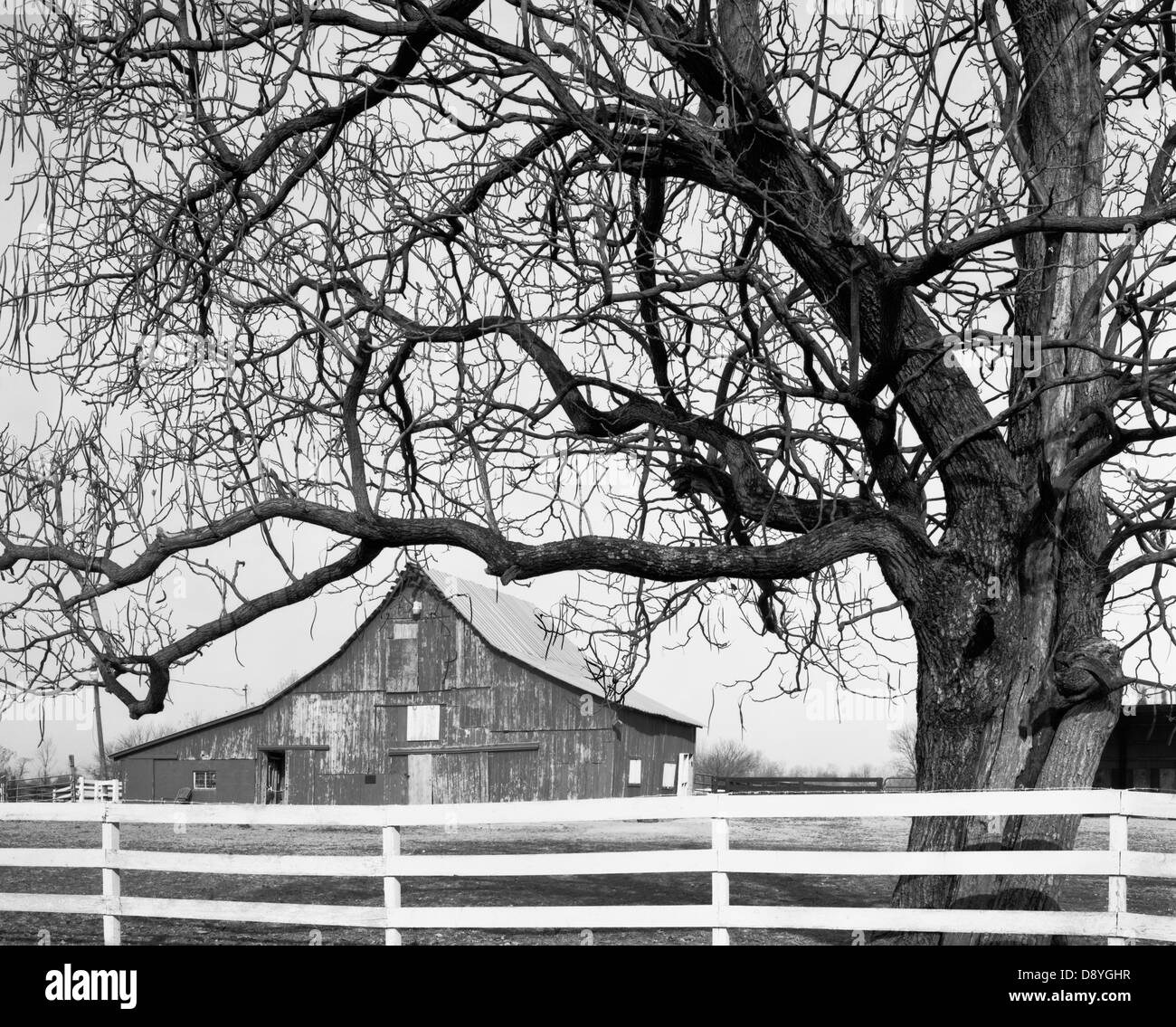 A large leafless autumn tree frames a barn in rural Indiana. Boone County is located just northwest of Indianapolis. Stock Photo