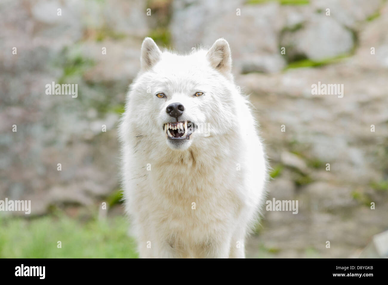 Aggressive Arctic wolf-male portrait Stock Photo