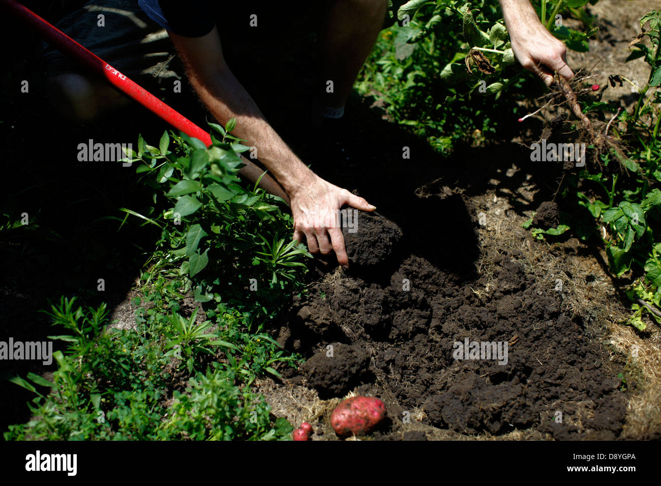 Digging up potatoes in garden Stock Photo Alamy