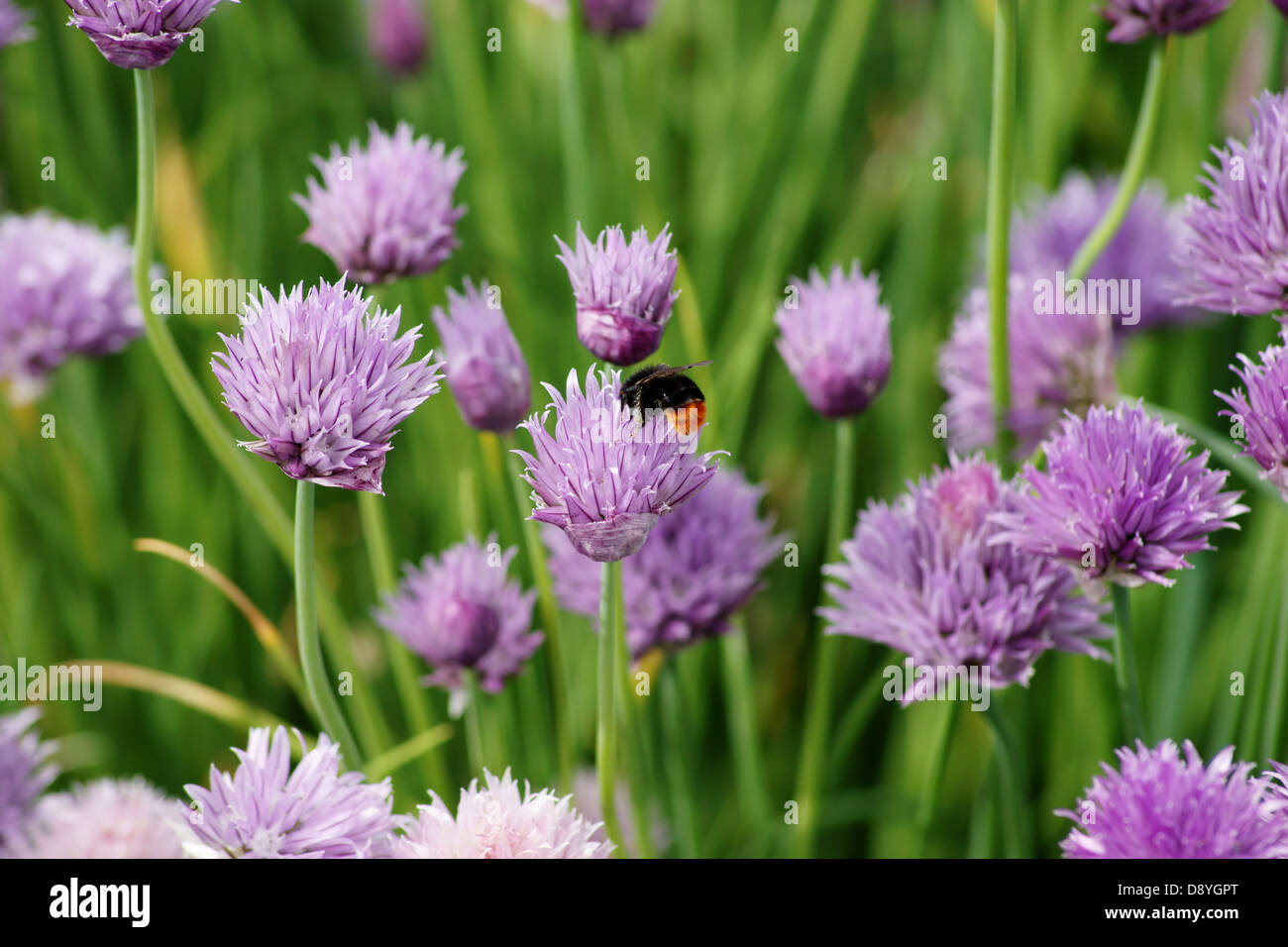 Hummel and chives Stock Photo