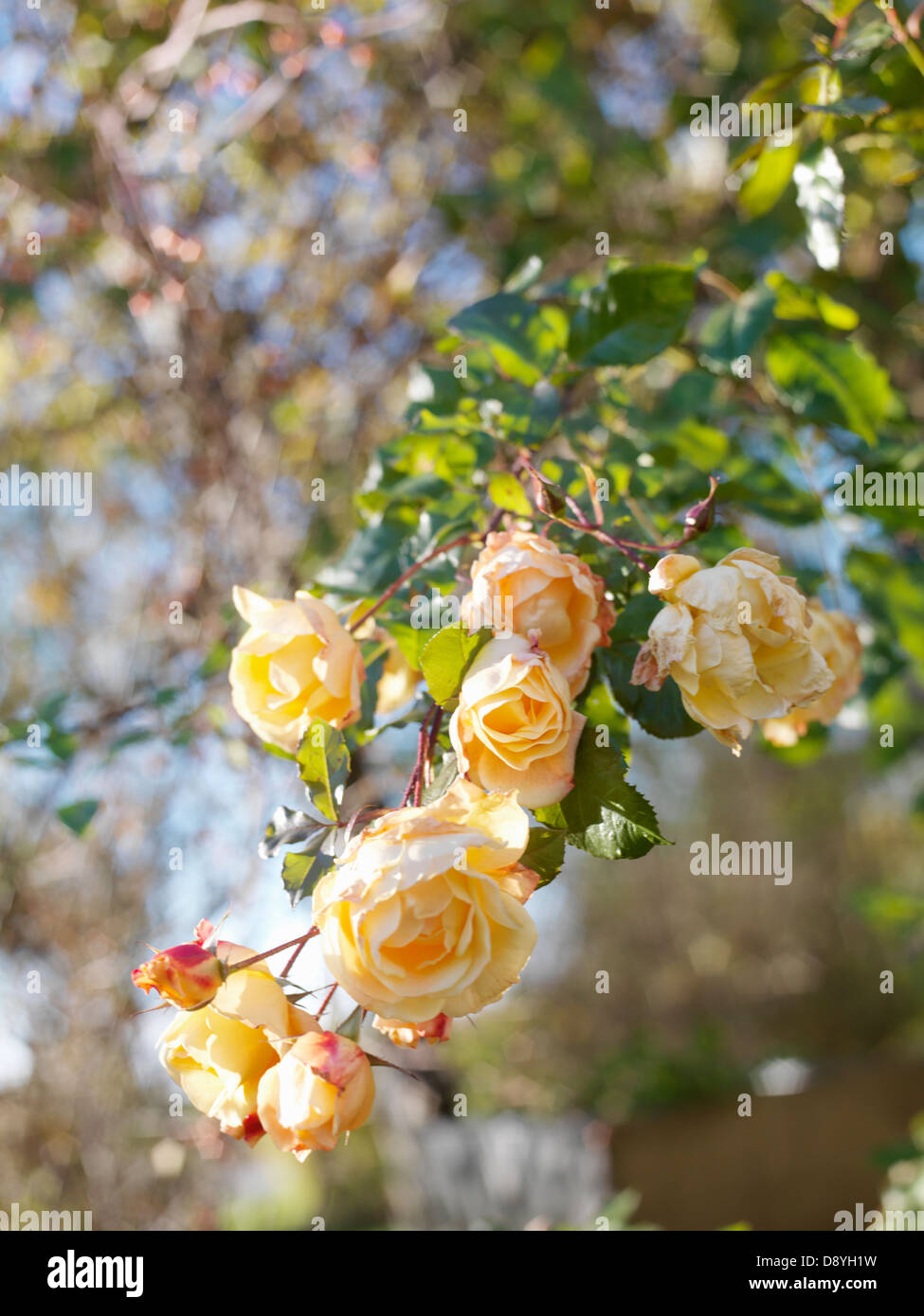 Yellow rose in rosebush hi-res stock photography and images - Alamy