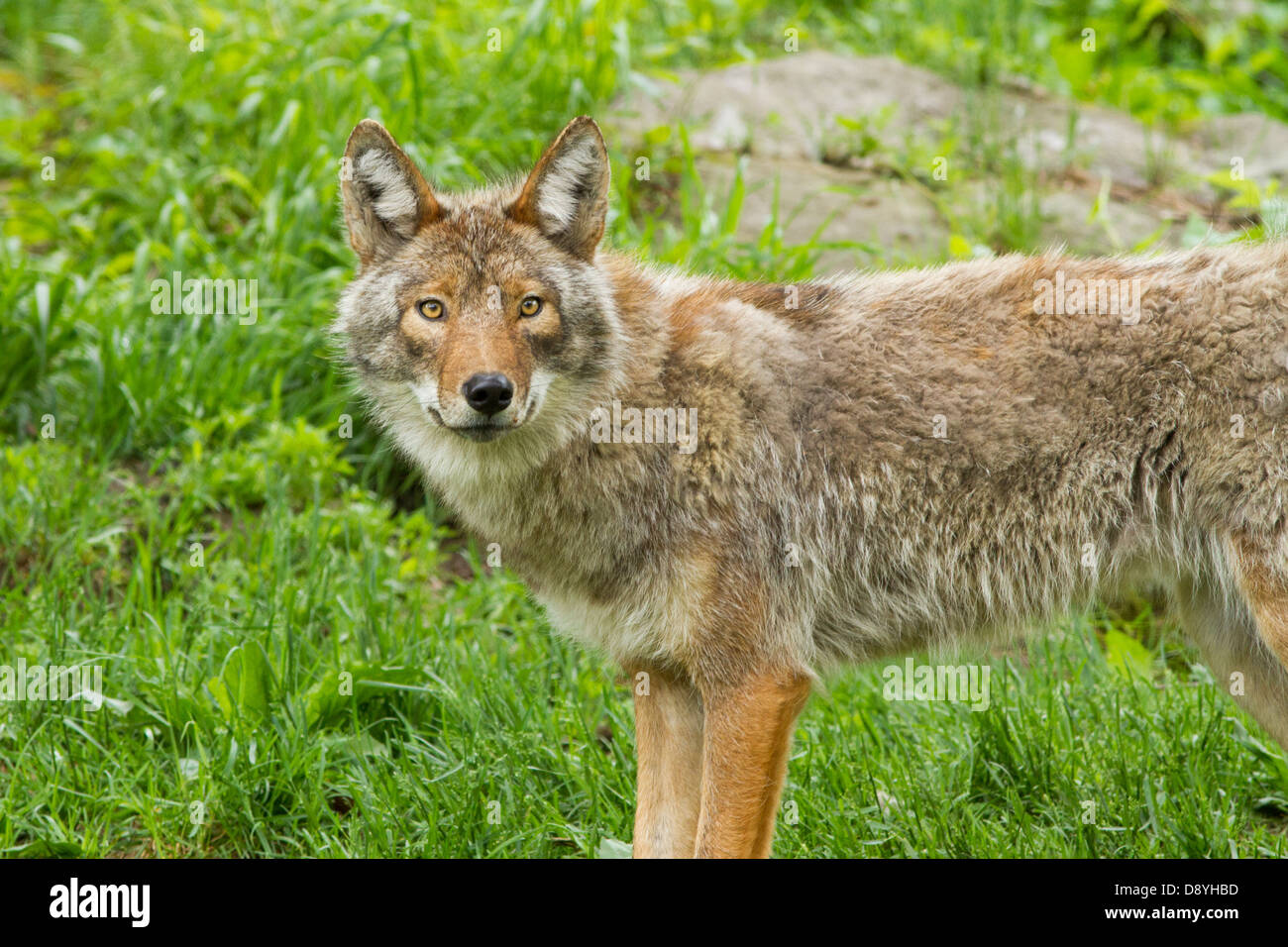 Coyote alpha female in spring Stock Photo Alamy