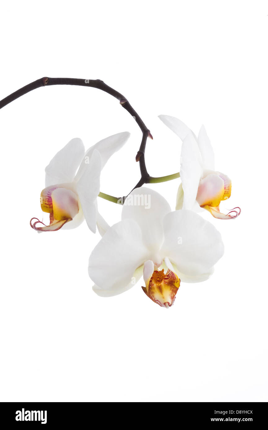 Orchid flowers on the white background cultivated plant Adel Leeds West Yorkshire UK Europe April Stock Photo