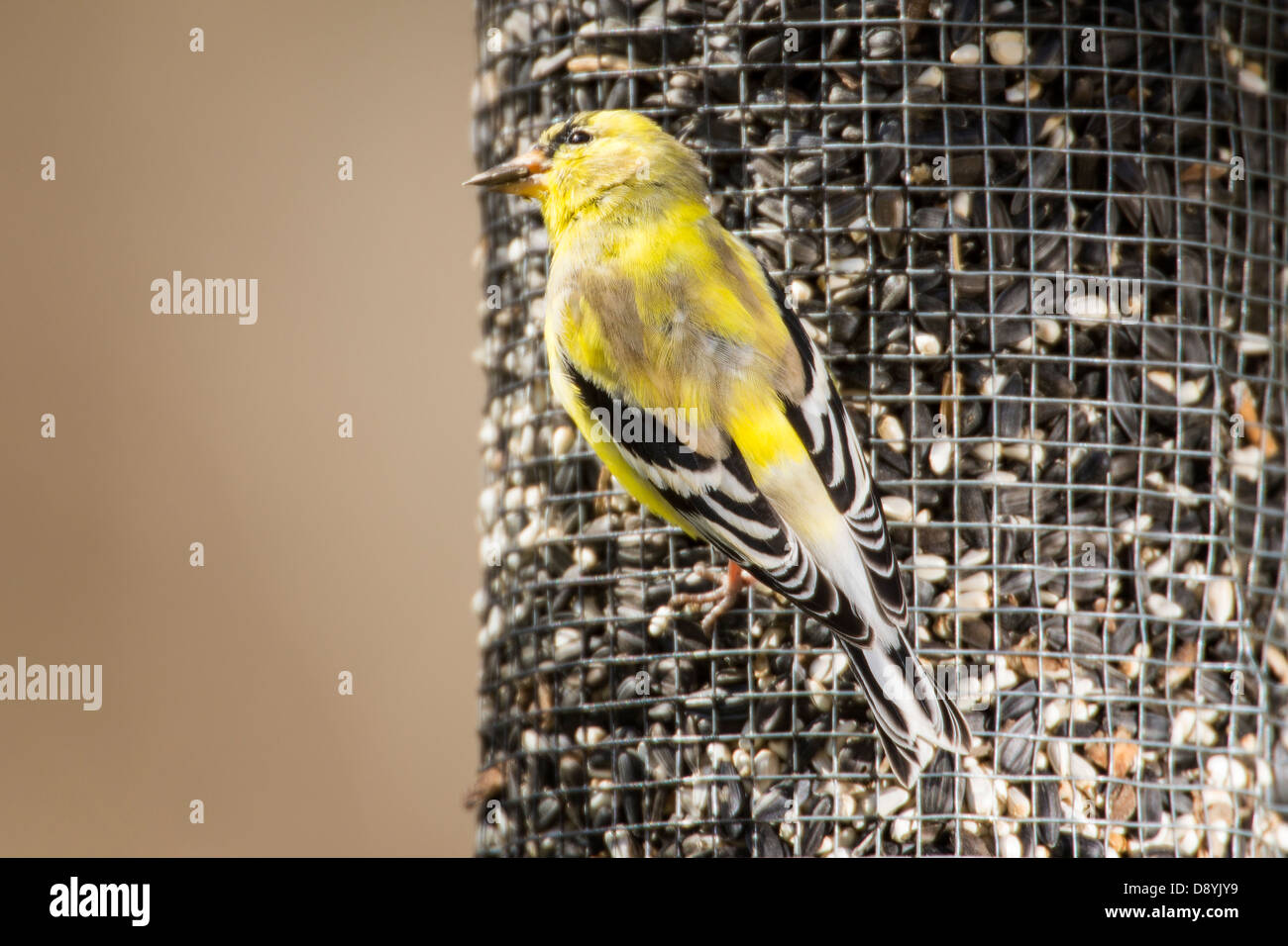 Male American Goldfinch in plumage change from winter to summer Stock