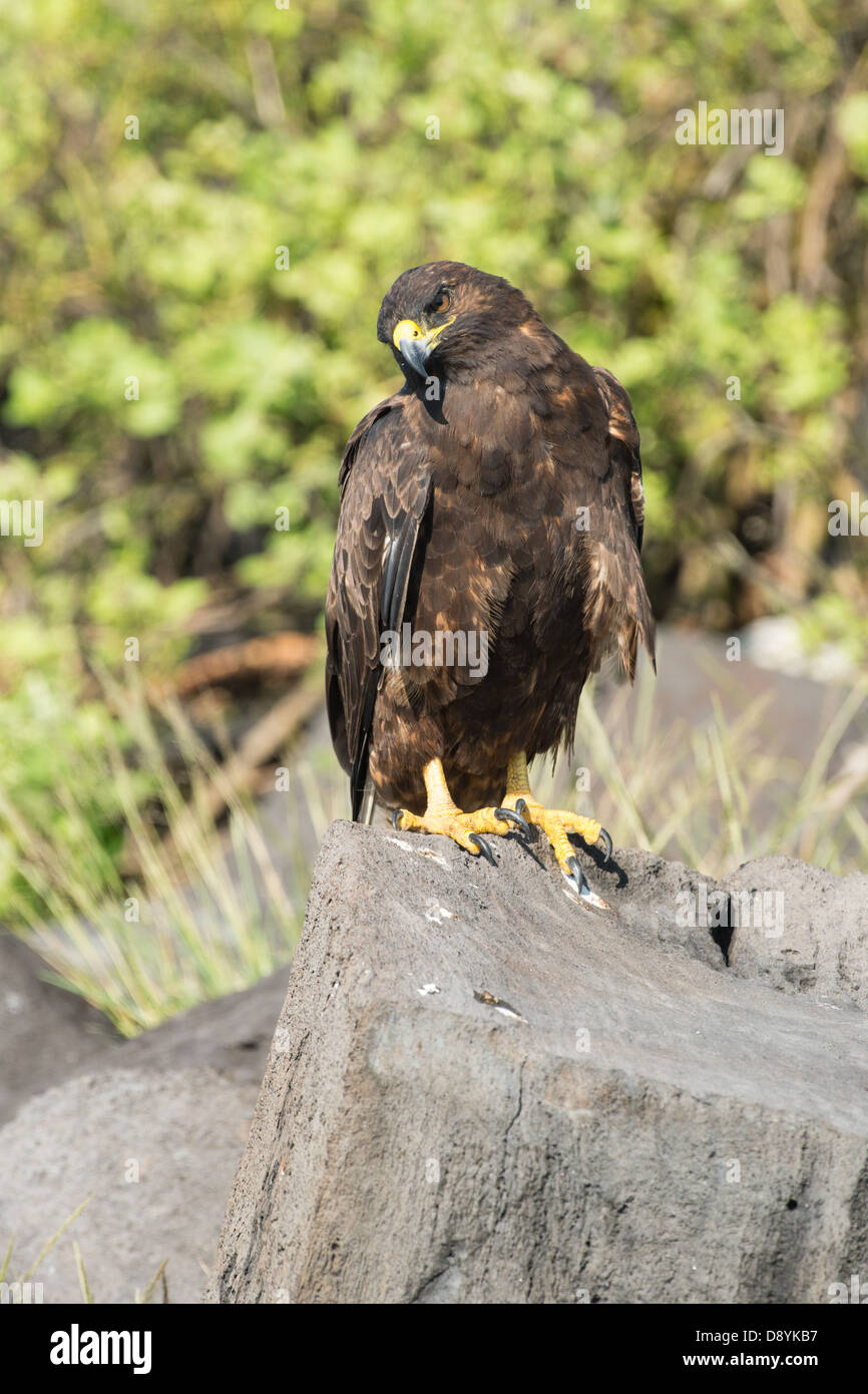 Galapagos hawk sitting hi-res stock photography and images - Alamy