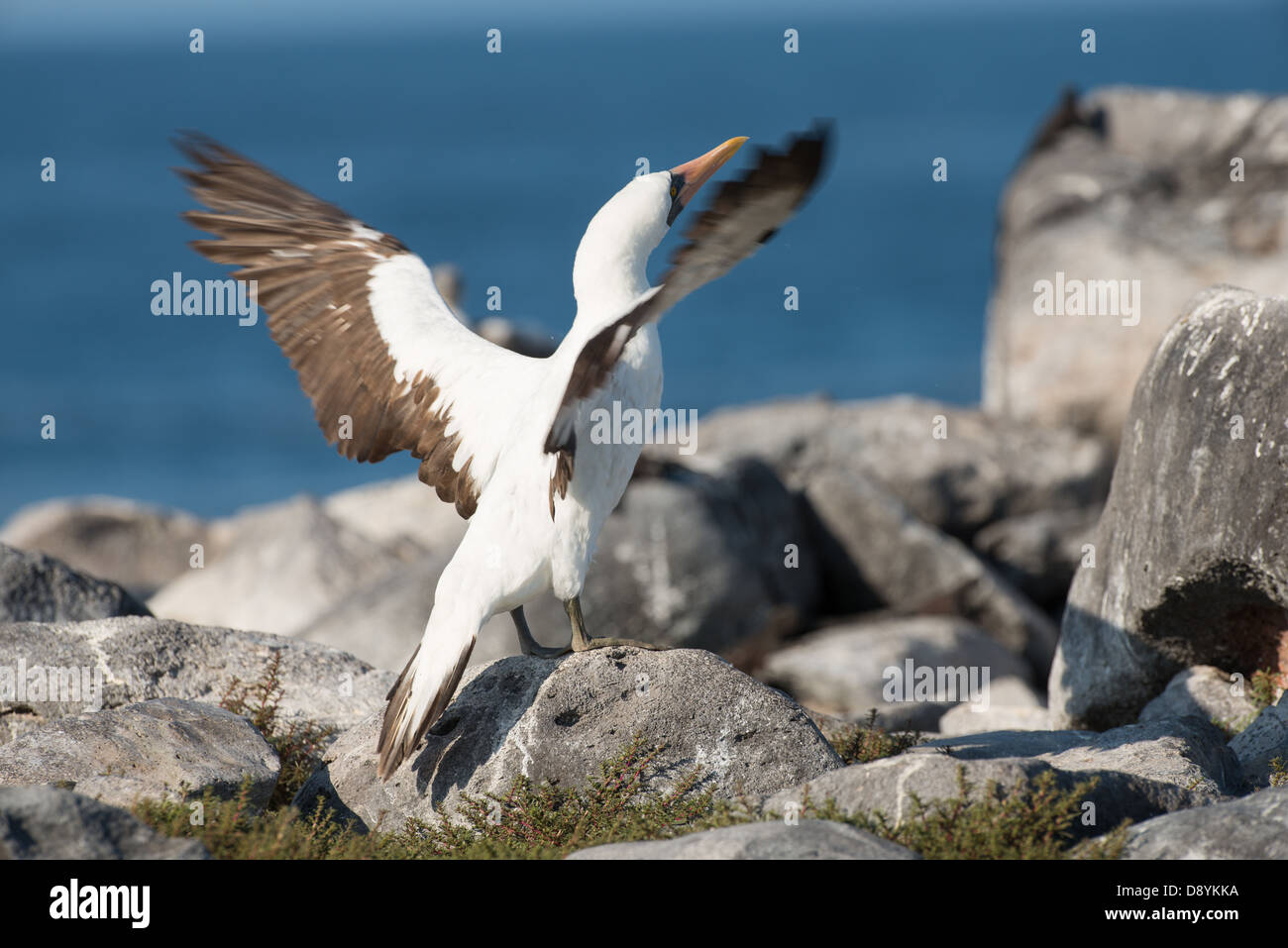 Stock photo of a Nazca booby standing on a rock flapping his wings. Stock Photo