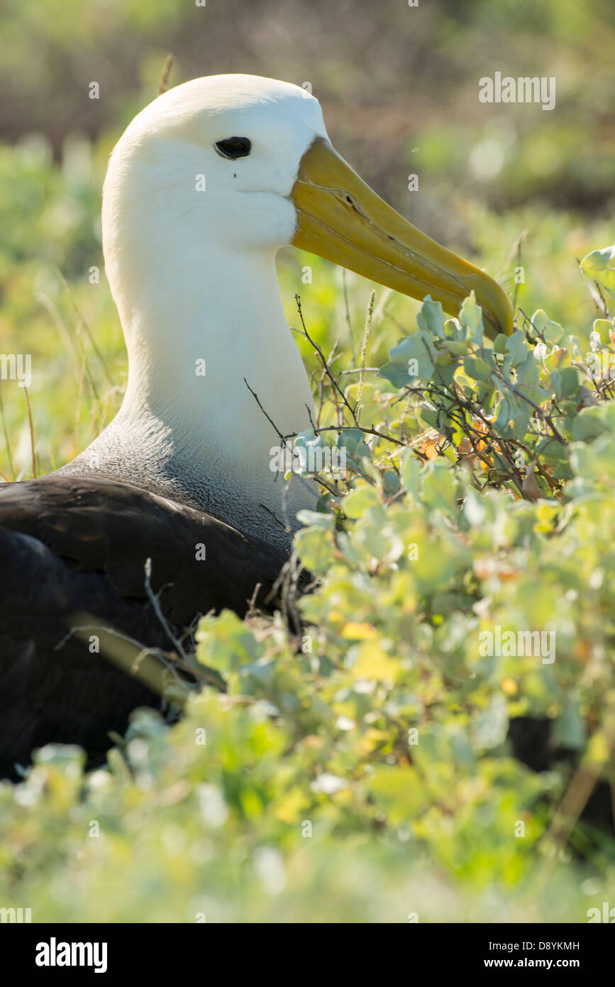 Pictures albatross hi-res stock photography and images - Alamy