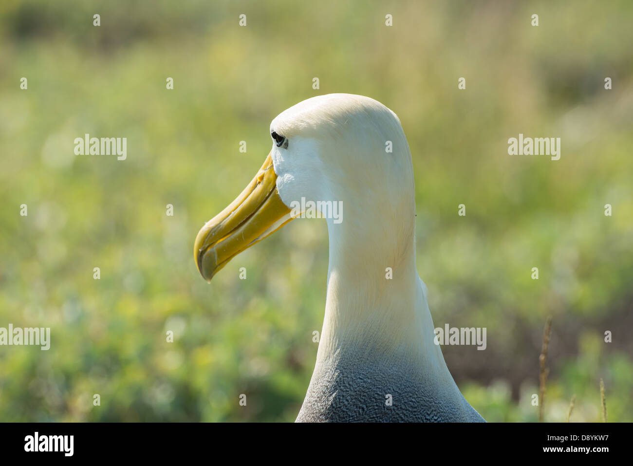 Pictures albatross hi-res stock photography and images - Alamy