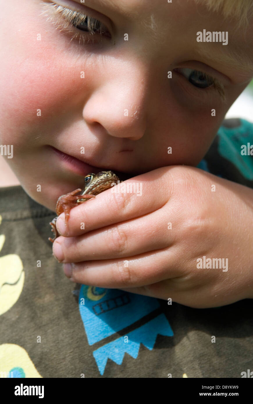 A blond boy kissing a frog, Sweden. Stock Photo
