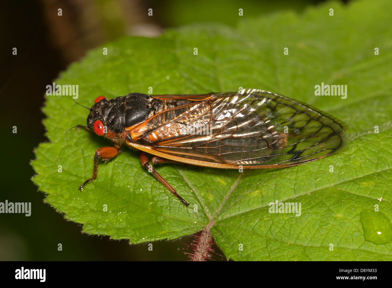 An adult Brood II 17-year periodical cicada (Magicicada septendecim) perches on vegetation after emergene from its nymphal stage Stock Photo