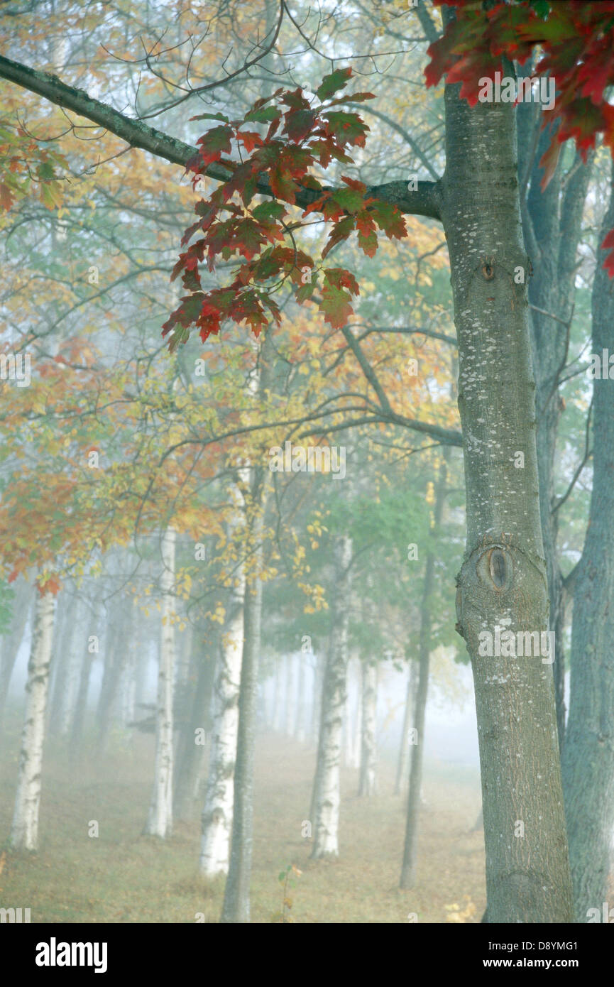 Decidous trees in autumn forest Stock Photo