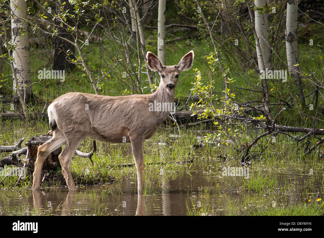 White tailed deer alberta canada wild reflection spring forest buck Stock  Photo - Alamy