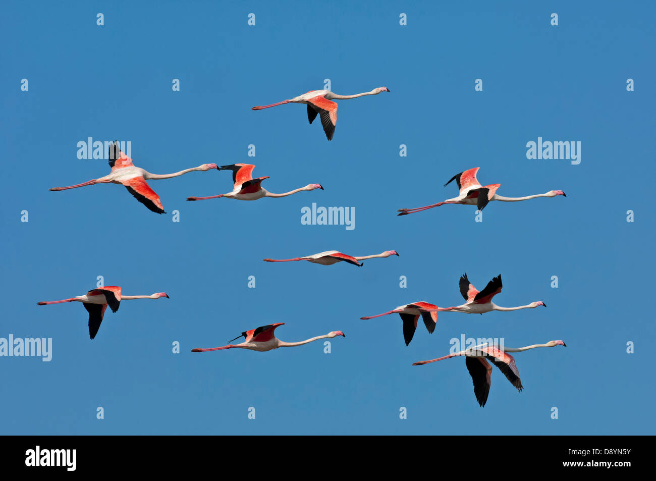 Flock of Greater Flamingo (Phoenicopterus roseus) in flight, Camargue, France Stock Photo
