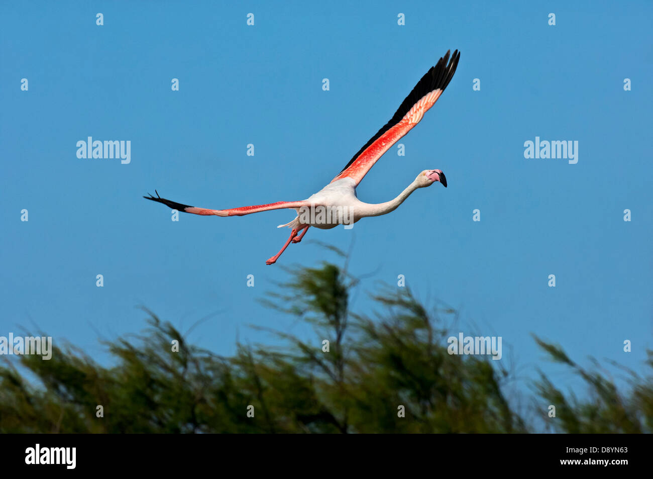 Greater Flamingo (Phoenicopterus roseus) in flight, Camargue, France Stock Photo