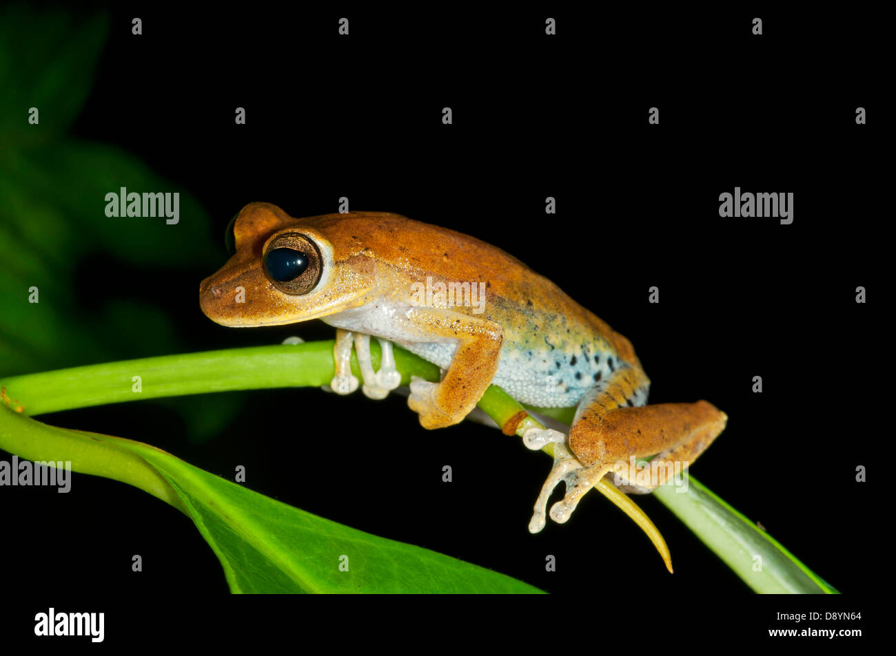 Tree frog (Hylidae spec.), Tambopata Nature Reserve, Madre de Dios region, Peru Stock Photo