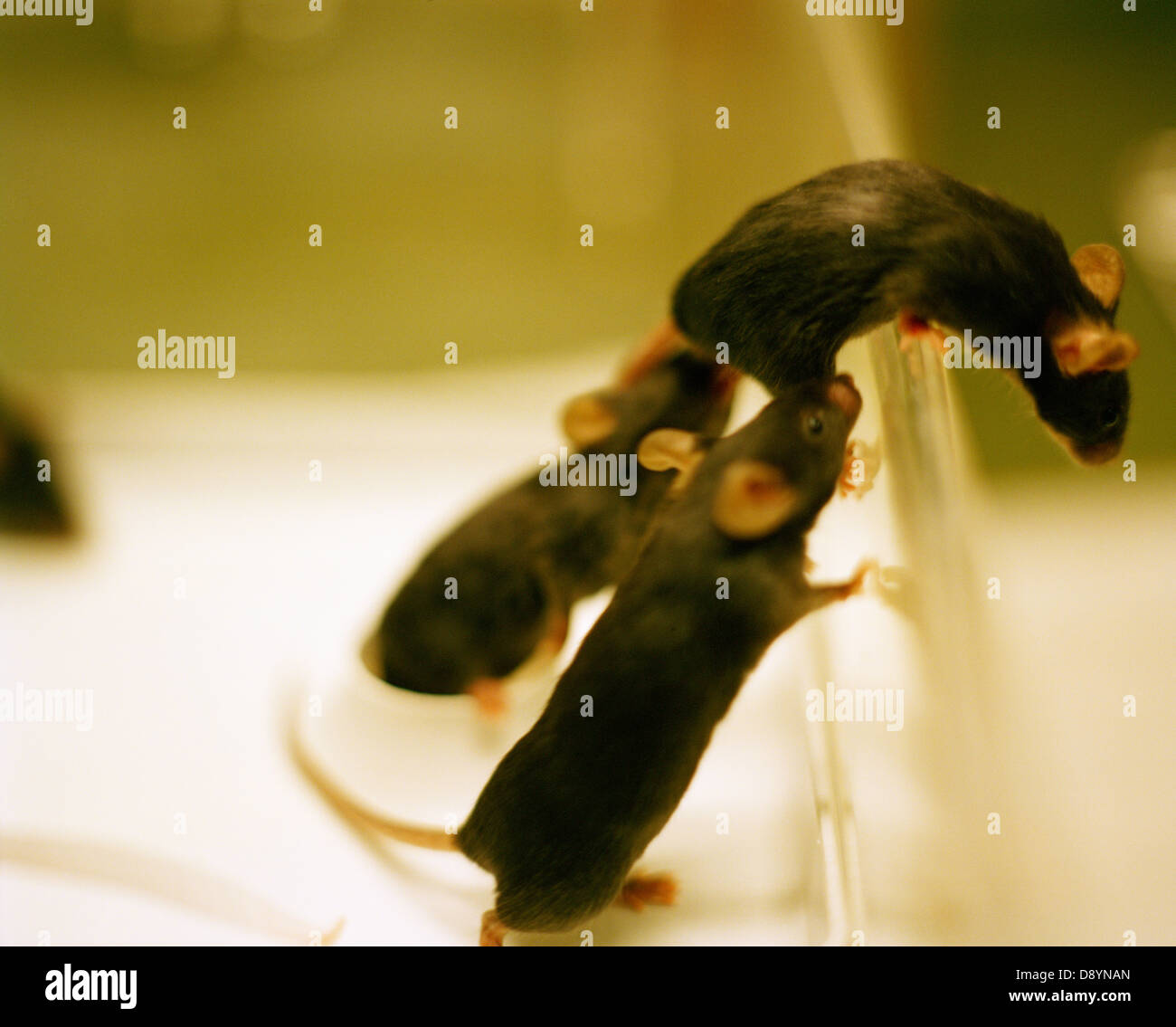 Mice climbing over glass Stock Photo Alamy