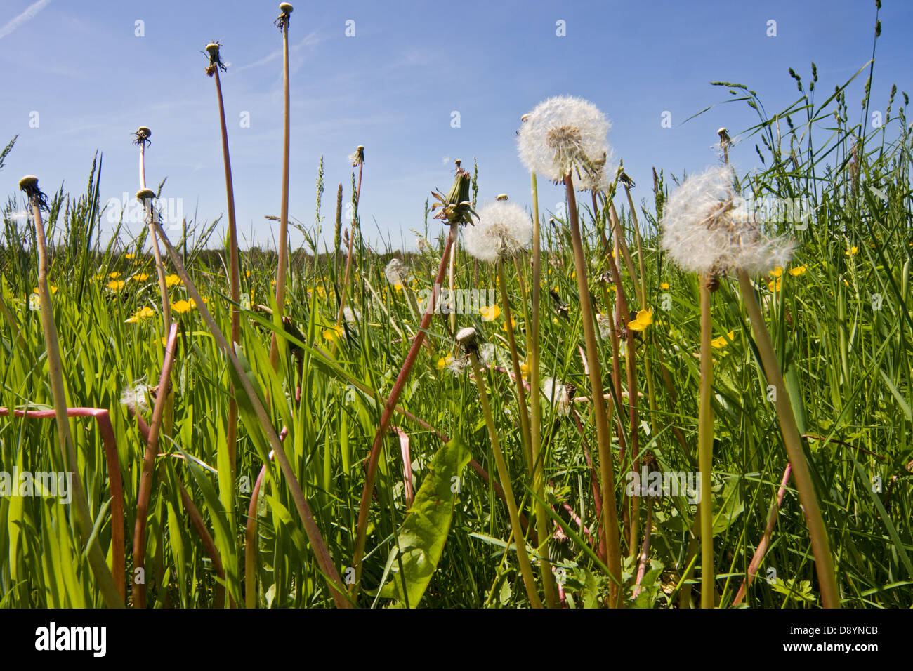Ripe Dandelions (Taraxacum officinalis) in a grassy meadow under a blue sky Stock Photo