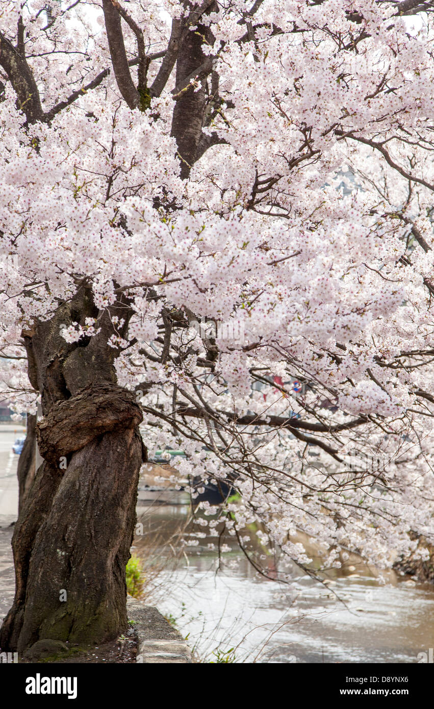 Japanese Sakura Cherry Blossom in full bloom Stock Photo - Alamy