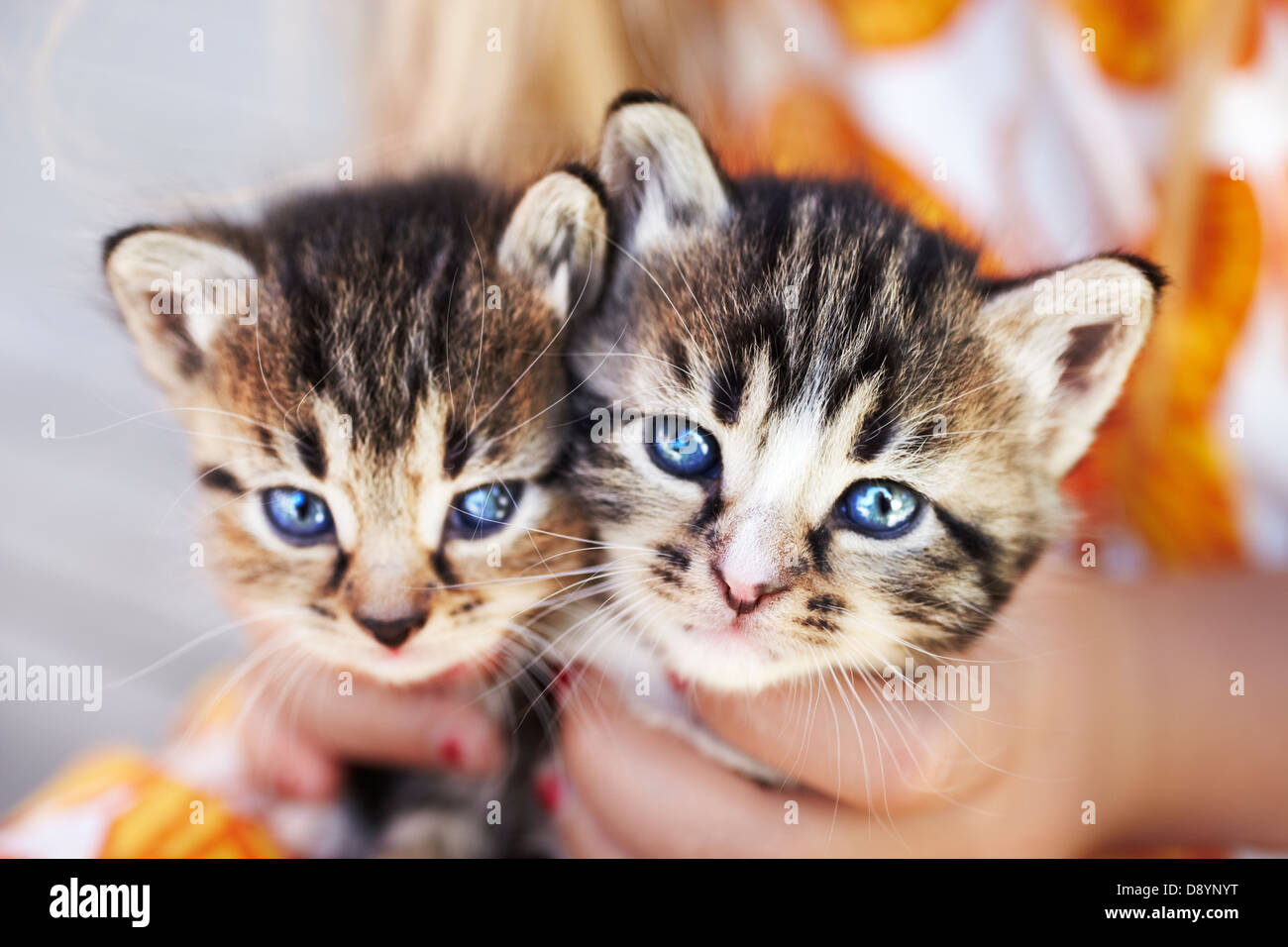 Two kittens held by person Stock Photo