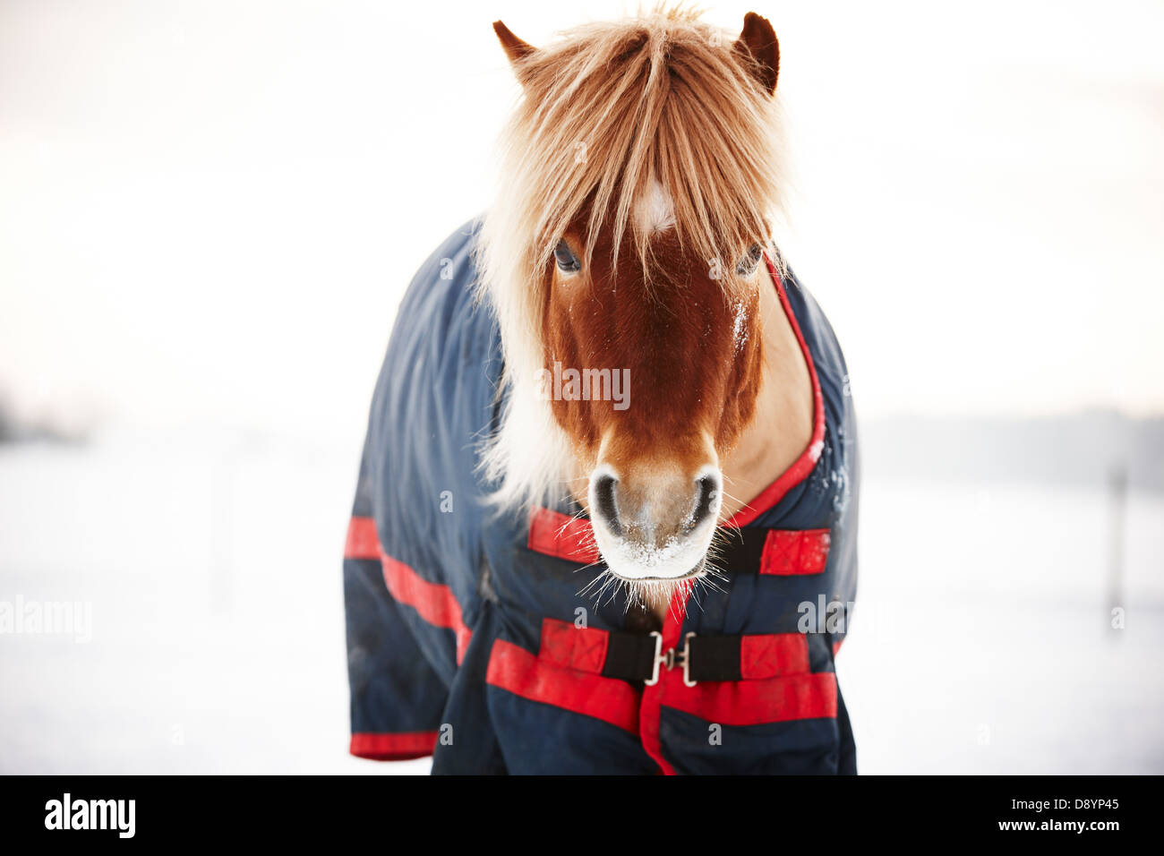 Icelandic horse wearing blanket Stock Photo - Alamy