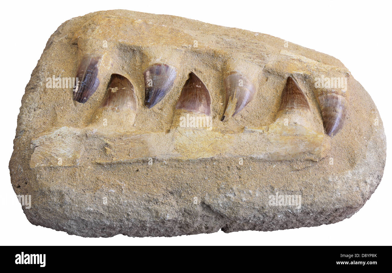 Mosasaurus anceps tooth from an extinct marine reptile Stock Photo