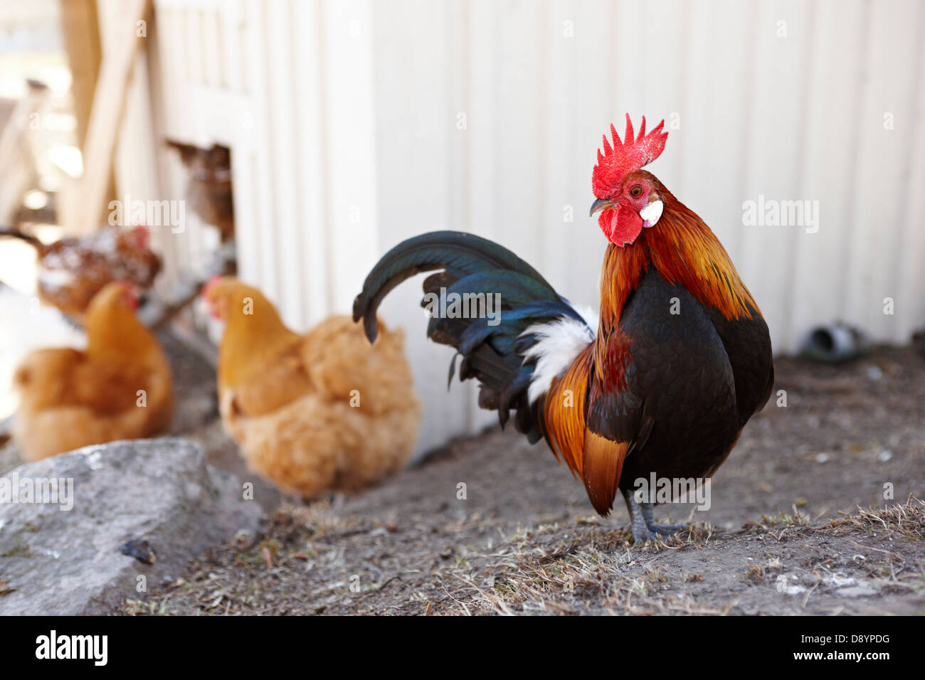 Rooster with hens Stock Photo Alamy