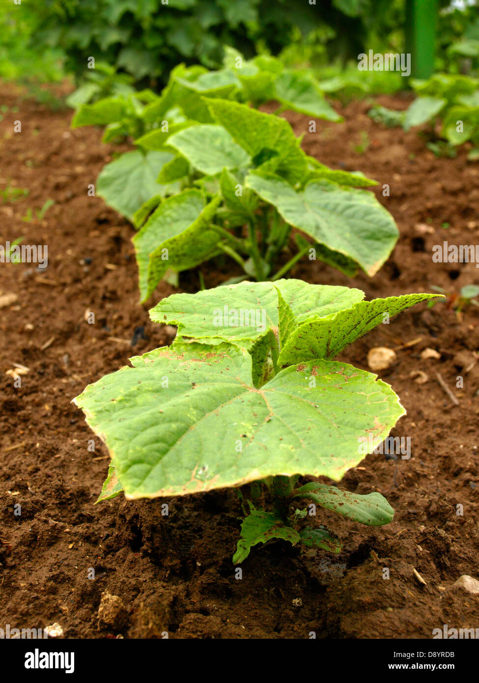 The cucumber (Cucumis sativus) plant before bloom, bio, gardening, cucumber cultiviation, young cucumber plants Stock Photo