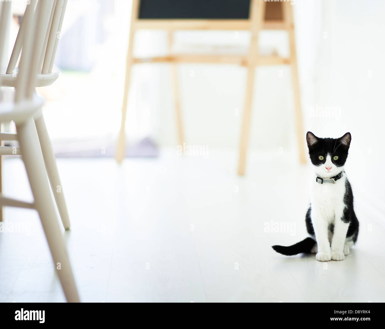 Black and white kitten sitting Stock Photo - Alamy