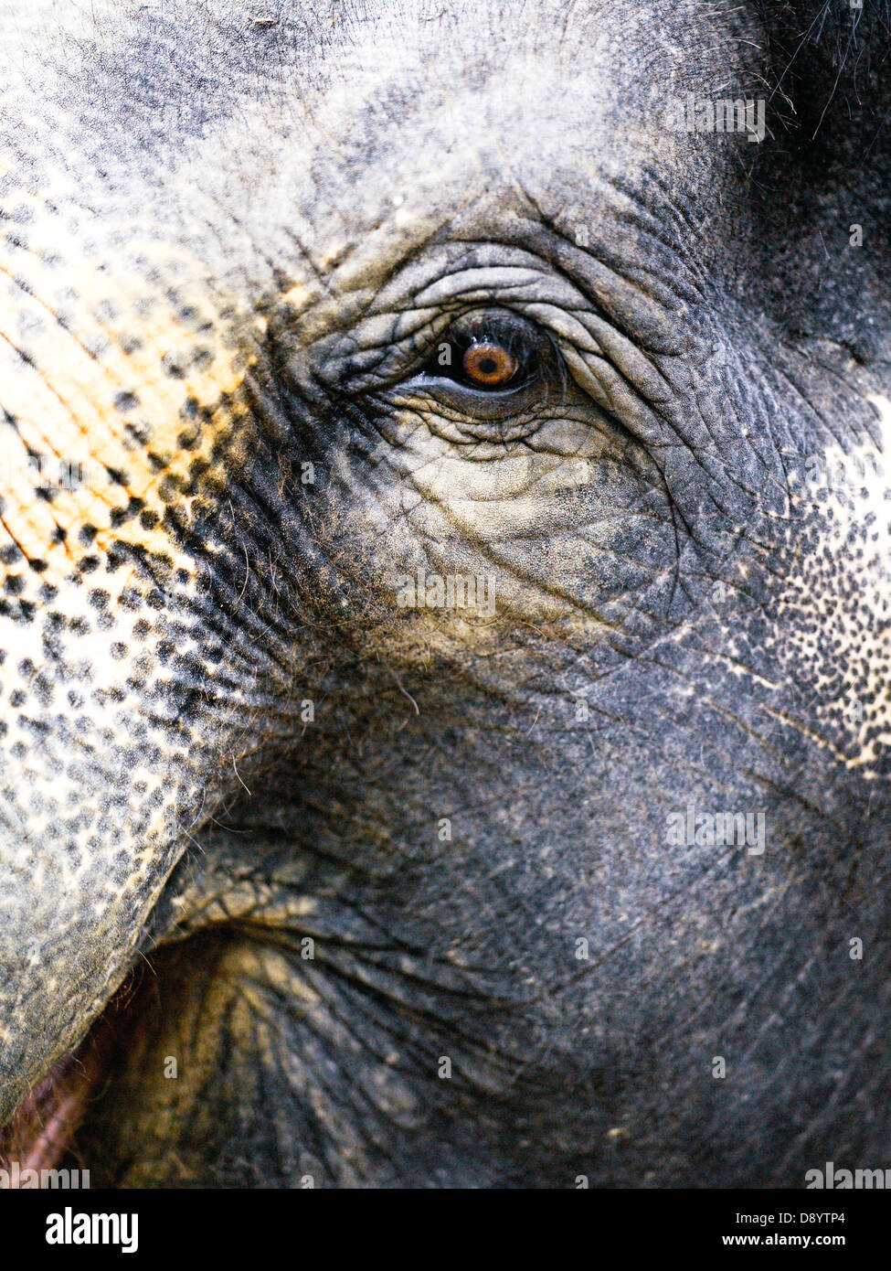 The eye of an elephant Stock Photo Alamy